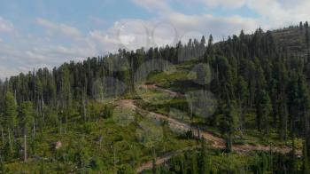 Felled forest view in beauty day in the mountains in Altay. Aerial video on drone