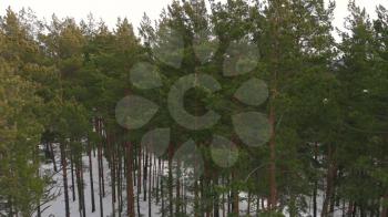 Aerial view of winter siberian forest