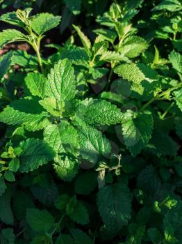 Green mint leaves plant grow at vegetable garden. Top view nature background with spearmint herbs