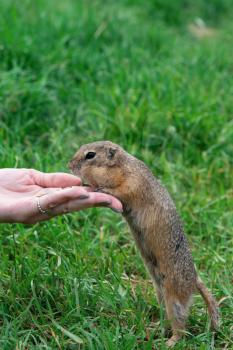 Woman hand feeding gopher in the summer park