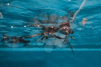 Penguin diving under water, underwater photography