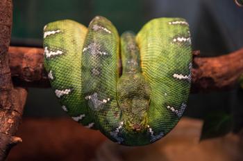 Green python close up on tree branch