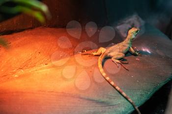 Beautiful gecko lizard