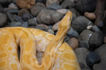 Yellow python close up on stones