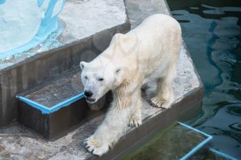 Large wild animal polar bear in the zoo