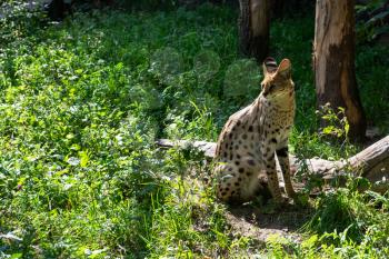 Serval spotted african wild cat