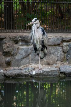 Great blue heron is a large wading bird in the heron family in the zoo