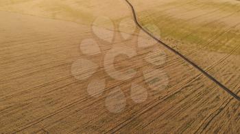 Aerial drone view of yellow agriculture wheat field ready to be harvested in summer