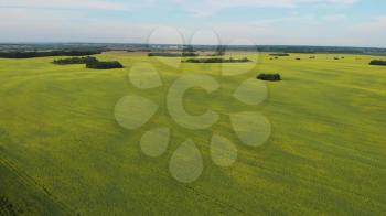 Aerial view of summer rapeseed flower field blooming with beautiful yellow rapeseed flowers, beautiful summer landscape 4k drone footage.