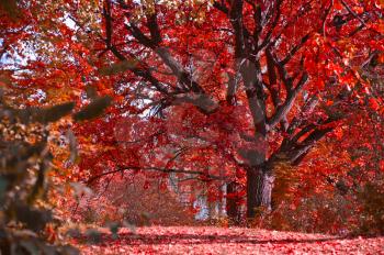Beauty red autumn landscape  photo