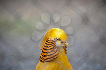 Single pheasant bird photo closeup