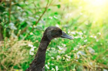 Portrait of a black duck at green background