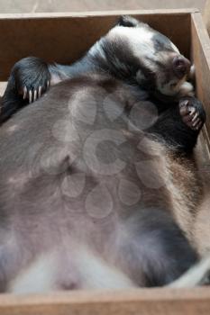 Funny sleeping young badger animal