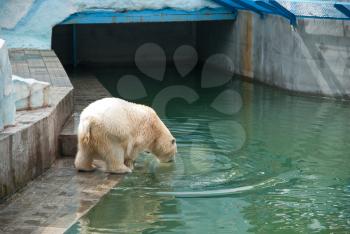 White bear photo at zoo