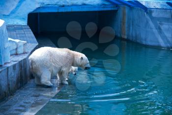 White bears photo at zoo