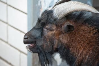 Sheep ram with large horns closeup portrait