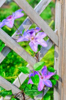 purple flowers on picket fence