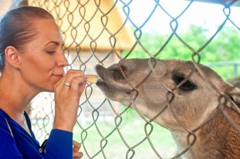 Young attractive woman feeding lama