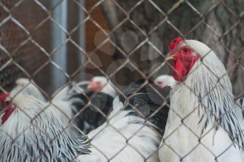 Photo of chickens at organic farm