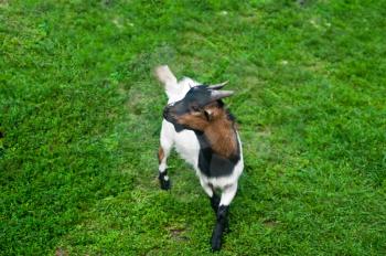 baby  goat at green grass background