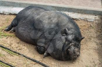 pig sleeping black pig closeup portrati