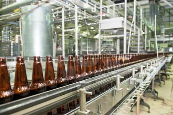 Beer bottles on the conveyor belt 