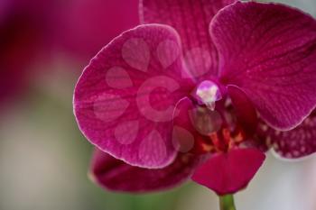pink orchids at botanical garden