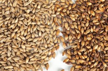 Close photo up of malt grains