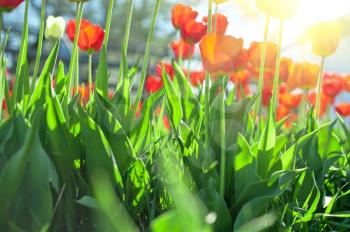 Blurred background of red colored tulips with starburst sun
