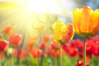 Field of red colored tulips with starburst sun