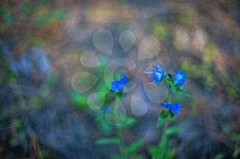 Blue forest flower, art photo with shallow depth of field and bokeh