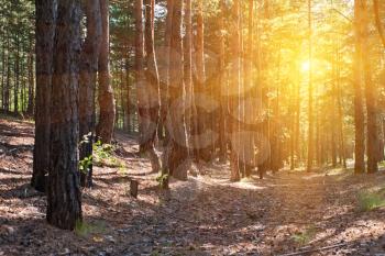 Beautiful scene in the forest with sun rays and shadows