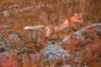 Red fox in autumn taiga