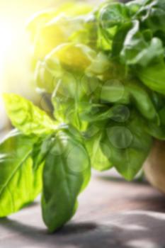 Blurred background of fresh organic basil leaves on a wooden table