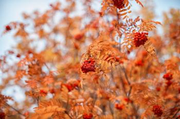 autumn rowan-tree with rowanberry and sunrise