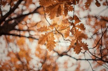 autumn oak tree leaves background