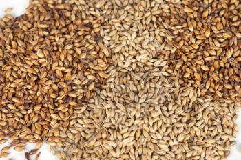 Closeup photo of malt grains