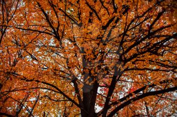Autumn colorful vibrant  tree photo