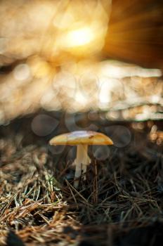 Forest mushroom. Art photo with shallow depth of field and bokeh