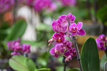 pink orchids at botanical garden