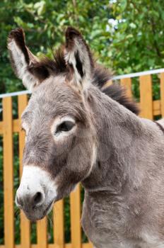Donkey closeup portrait in sunny day