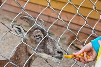 feeding goat at farm closeup