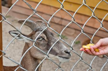 feeding goat at farm closeup