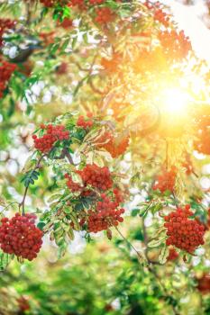 rowan-tree with rowanberry and sunrise