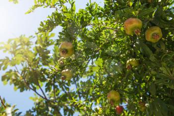 Green pomegranate on tree in a garden
