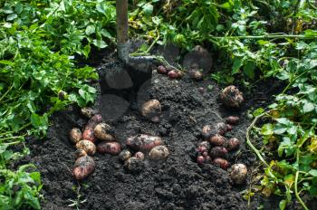 Fresh harvesting potatoes on the ground