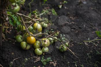 Fresh harvesting tomatoes on the ground