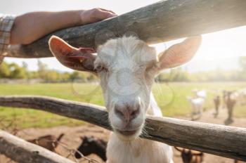 white goat closeup on the farm