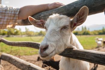 white goat closeup on the farm