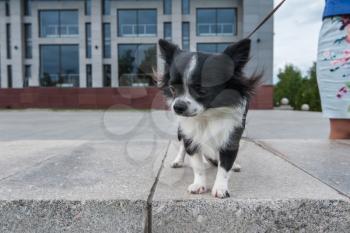 walking with chihuahua puppy on the city background